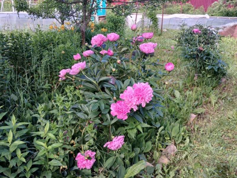 сад на улице Строкина