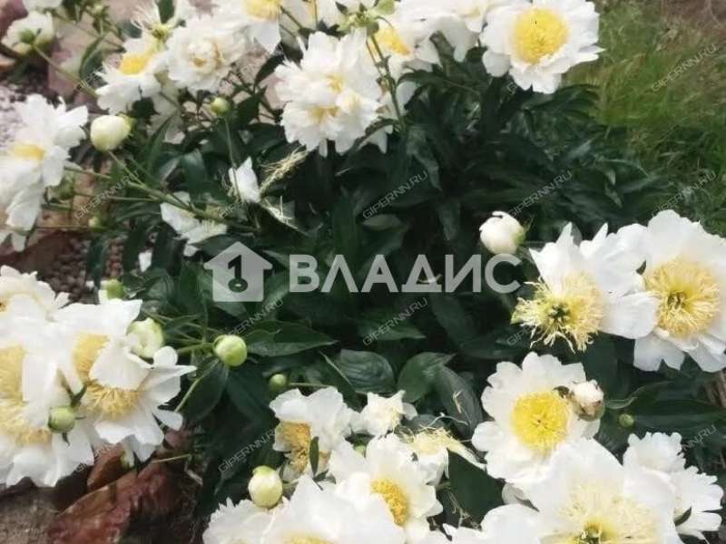дом на 64 деревня Ройка