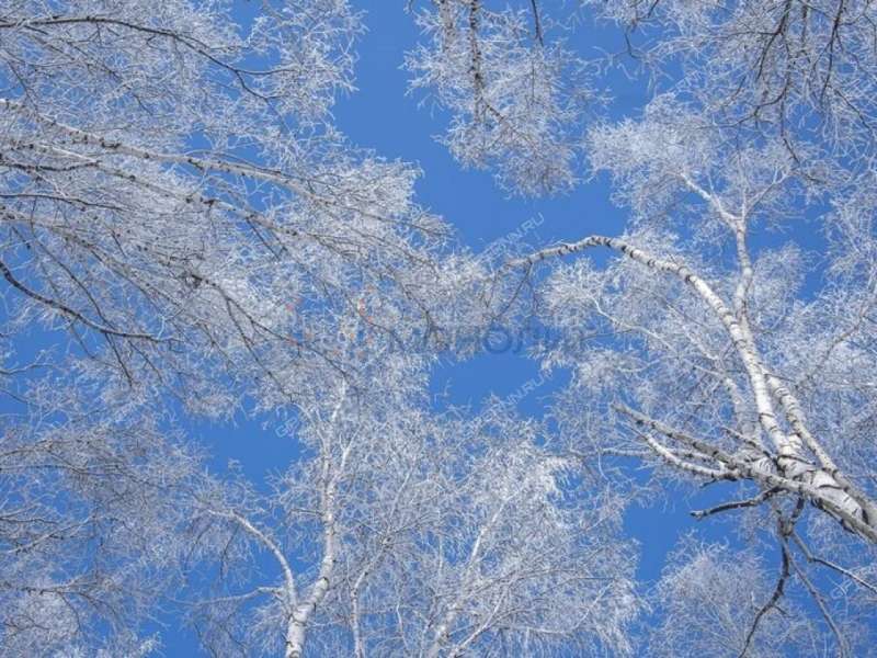 земельный участок 15,7 сотки Центральная улица