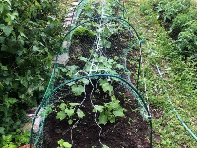 дача на Станция Горький-Сортировочный ДОЗ-1 тер. СНТ