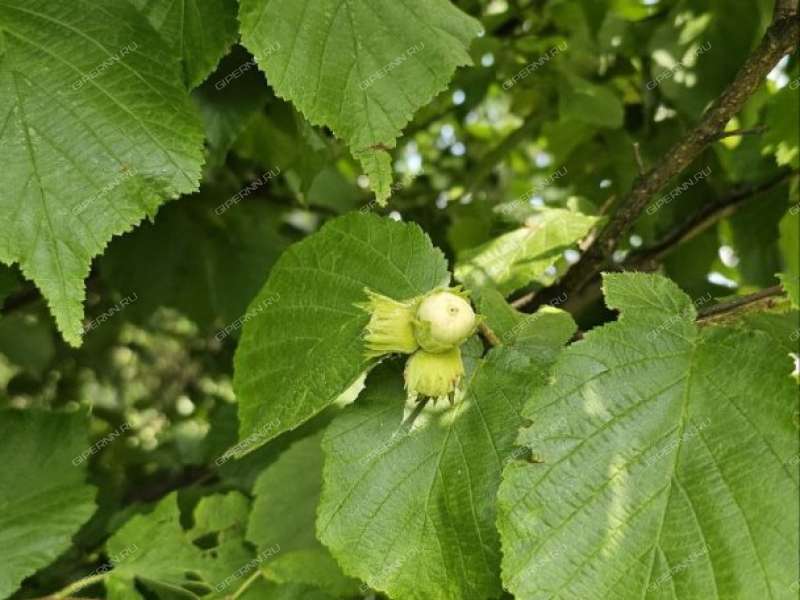 дом на улице Комарова рабочий посёлок Лукино