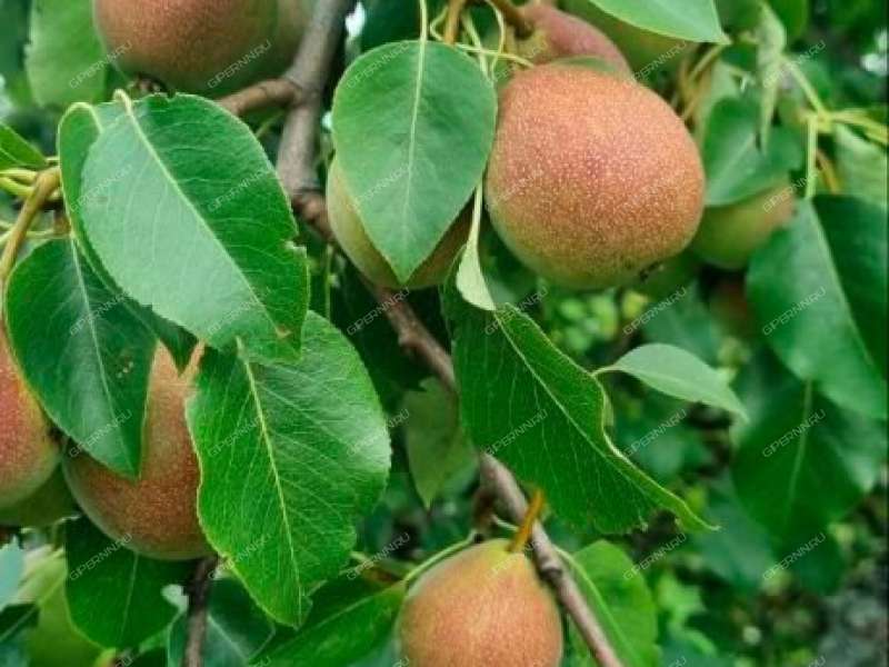 земельный участок 12 соток село Пурех