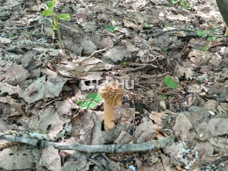 земельный участок 63 сотки деревня Дубрава