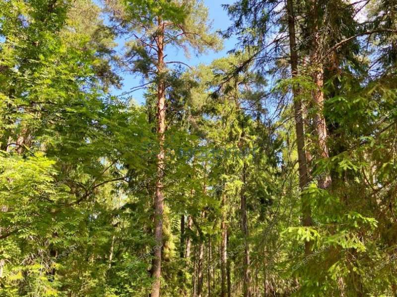 земельный участок 20 соток - деревня Фалино-Пестово