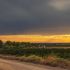 земельный участок 8 соток Лилейники