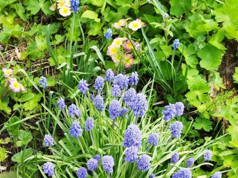 dacha-snt-sokol-sad-n1-snt-sokol-sad-1 фото