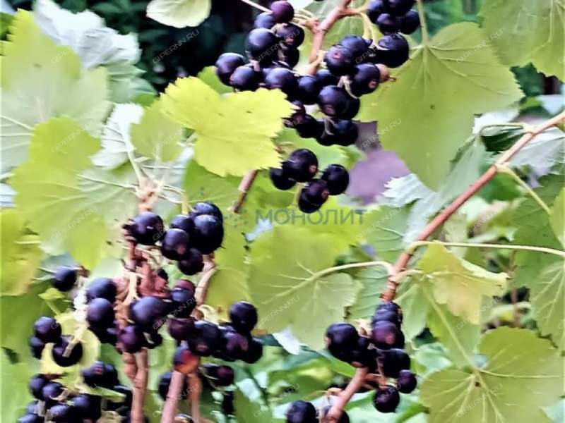 однокомнатная квартира на улице Радистов дом 7А